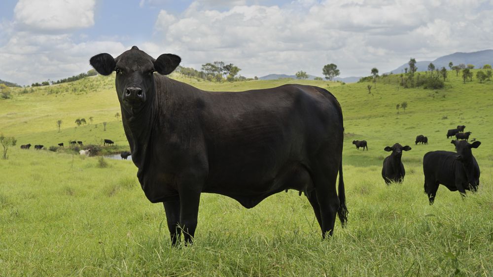 V Austrálii spatřili krávu, která si pochutnávala na krajtě